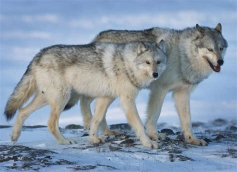 wolf male and female.